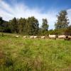 Cabanes i cottages a Penedo