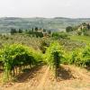 Farm stays in Carmignano