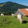 Pensionen in Obermaiselstein