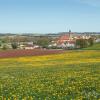 Ringsheim