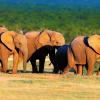 Guest Houses in Addo