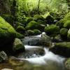 Ryokans in Yakushima