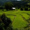 Mae Rim