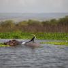 Hôtels à Naivasha