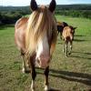 Hoteles que aceptan mascotas en Cowbridge