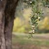 Pensiuni agroturistice în Torino di Sangro