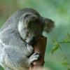 Coonabarabran