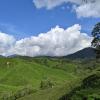 Kulai