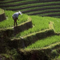 Penebel 5 of the cabins