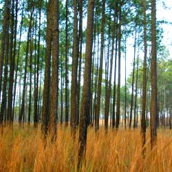 Ban Wat Phrik 1 hotel