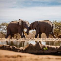 Madikwe Game Reserve 12 of the lodges