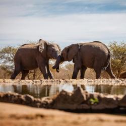 Madikwe Game Reserve 14 hotels