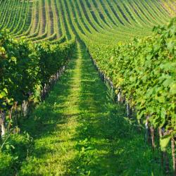 Weil am Rhein 6 B&Bs