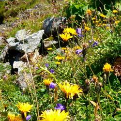 Obdach 11 pet-friendly hotels