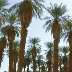 Al Rass 32 hotels