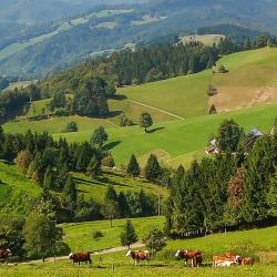 Menzenschwand 12 ski resorts