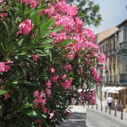 San Rafael 9 hotels with parking
