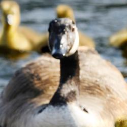 Goose Creek 9 hotelů