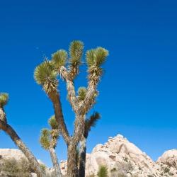 Twentynine Palms 3 luksuslikku telkmajutust