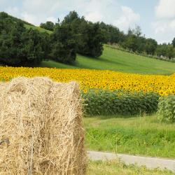 Sasso Marconi 3 gospodarstwa agroturystyczne