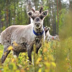 Suomutunturi 12 hoteller med parkeringsplass