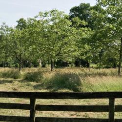 Wierden 3 hotely pro pobyt s domácími mazlíčky