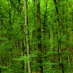 Ballenstedt 4 Hoteles con alberca