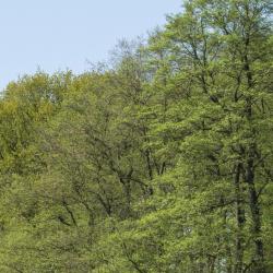 Nordwalde 8 hotelů