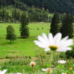 Strass im Attergau 3 hotely pro pobyt s domácími mazlíčky