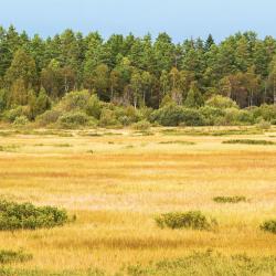 Hillerstorp 3 hot&eacute;is que aceitam pets