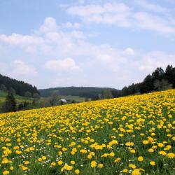 Gnas 5 haustierfreundliche Hotels