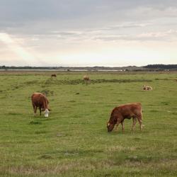 Menen 5 hotels