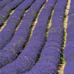 Auribeau-sur-Siagne 20 hotels