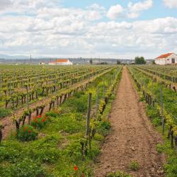 Cartaxo 7 holiday rentals
