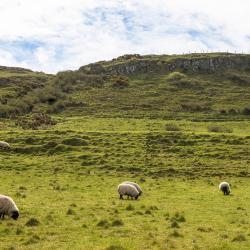 Randalstown 3 pet-friendly hotels