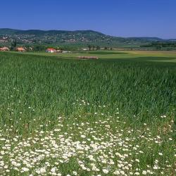 Köveskál 9 holiday rentals