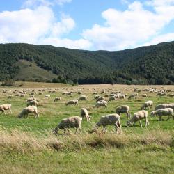 Te Kuiti 4 motels