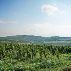 Flonheim 11 cheap hotels