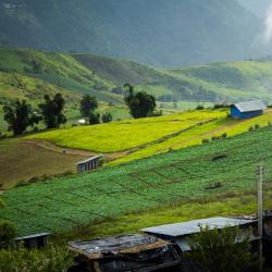 Campson 4 pet-friendly hotels