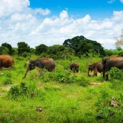 Udawalawe