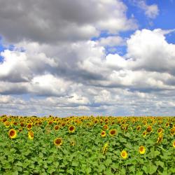 Valence-sur-Ba&iuml;se 3 villas