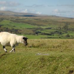 Moretonhampstead 4 B&Bs