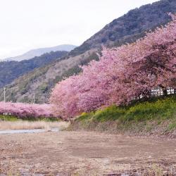 Kawazu 4 4-star hotels