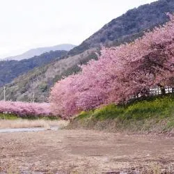 河津町 7軒の旅館