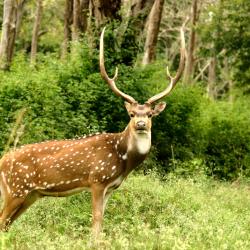 Bandipur 10 Hotels