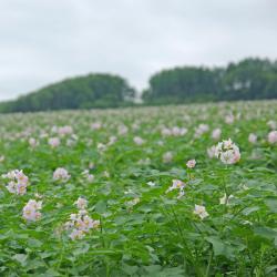 倶知安町 ホテル9軒