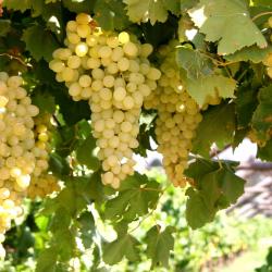 Wellington 31 Hotels mit Pools