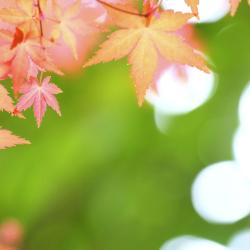 Kashiwa 3 4-star hotels