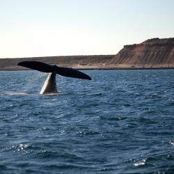 Puerto Madryn 4 hostels