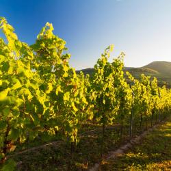 Ahrbr&uuml;ck 3 Ferienwohnungen